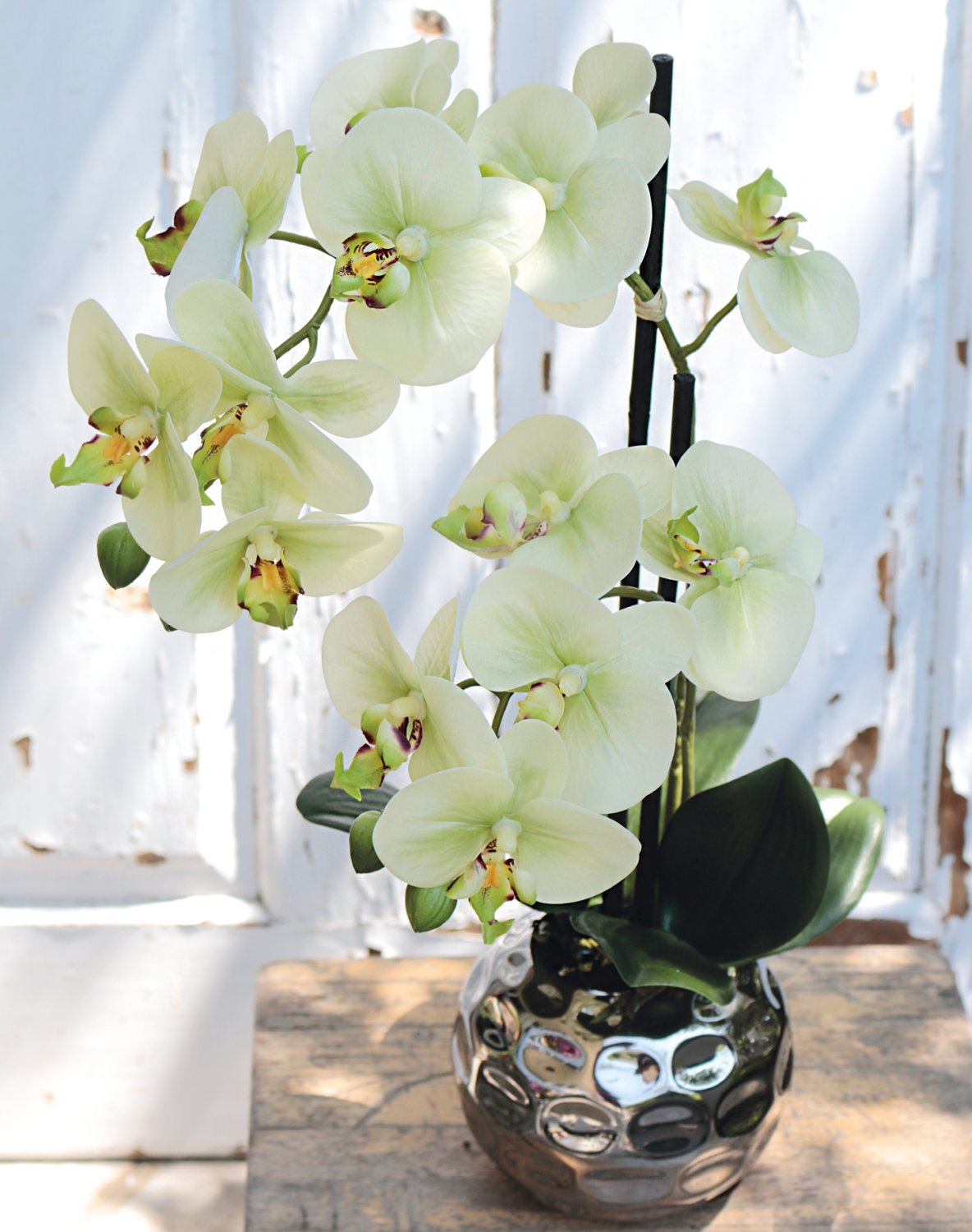 2772 788 a3 Пластиковая орхидея Phalaenopsis, 2-х кратная, горшечная, 45 см, real touch, бежево-зеленая H-andreas  - Вид №2
