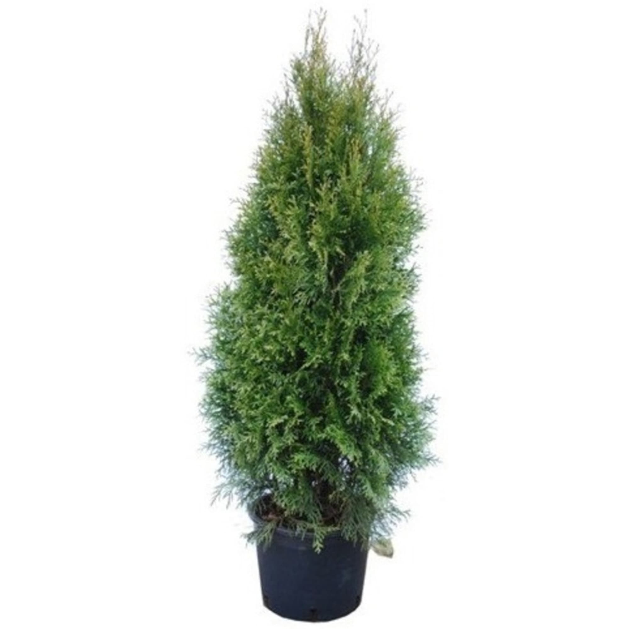 82598162 Туя «Смарагд» 19x70 см Santreyd 