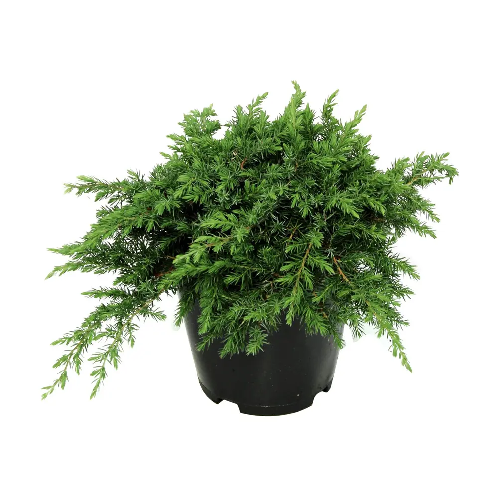 Можжевельник прибрежный Шлагер ø15 h40 см 84834048 STLM-2001534 PLANTMARKET 