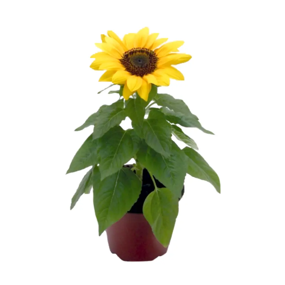 Подсолнечник однолетний ø12 h30 см 89429764 STLM-2112236 Santreyd 