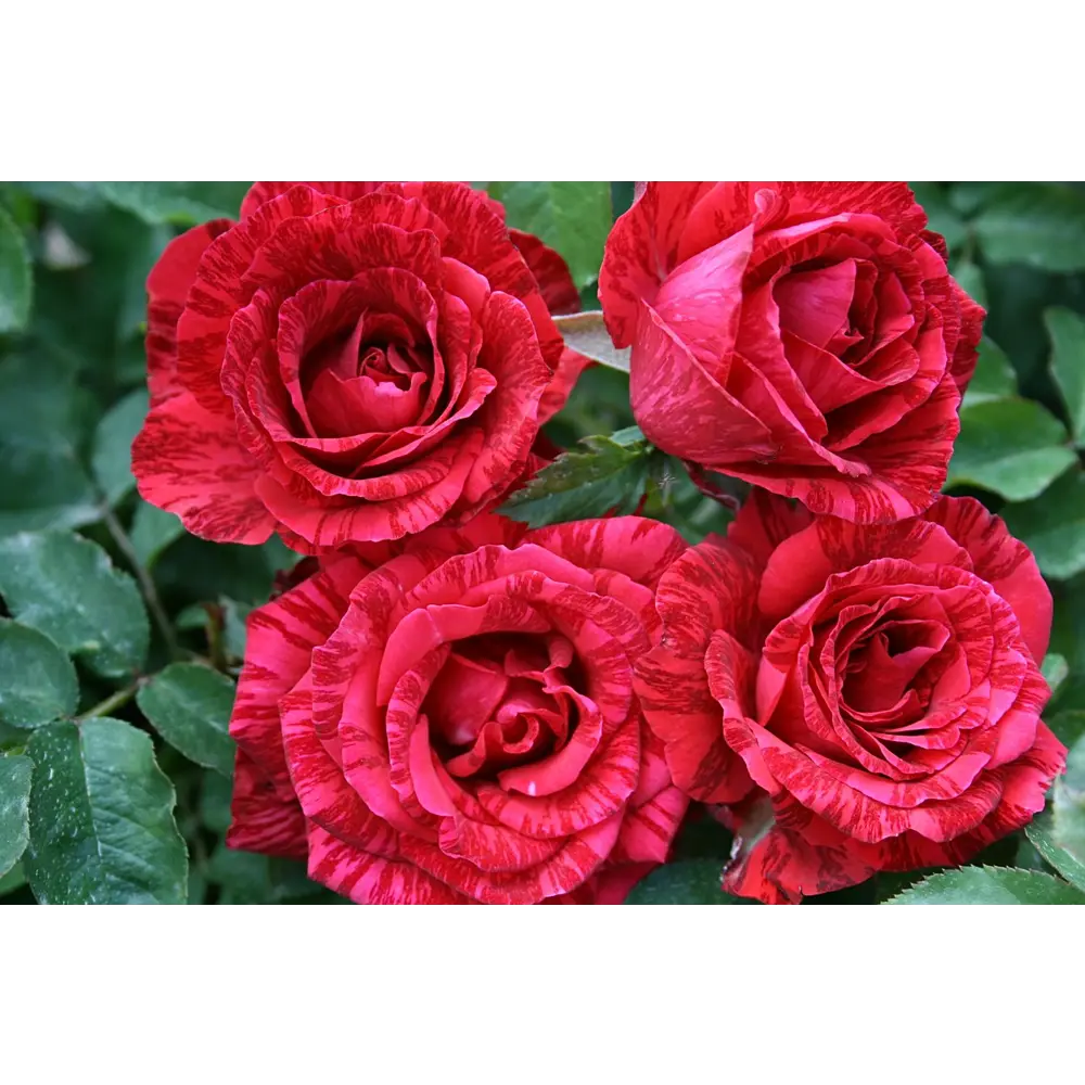 Роза чайно-гибридная Рэд Наоми ø18 h40 см PLANTMARKET STLM-2072181