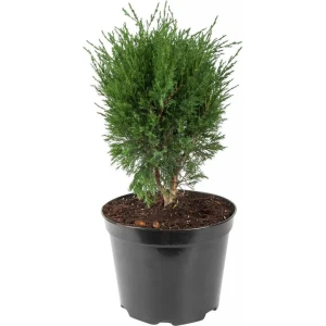 PLANTMARKET Можжевельник Минт Джулеп - изумрудный акцент для сада 87691124