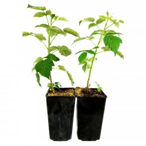 89107303 Малина микс ø19 h40 см