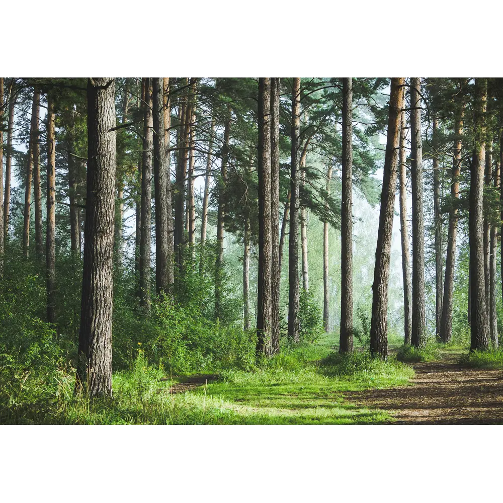 Фотообои Лес флизелиновые 400x270 см 10386-Л МОСКОВСКАЯ ОБОЙНАЯ ФАБРИКА Malex factory STLM-2146449
