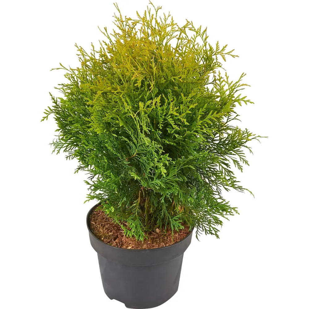 Туя западная Голден Глоб ø40 h160 см 84832909 STLM-2109658 PLANTMARKET 