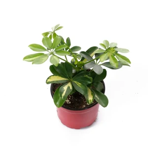 Шеффлера Голд Капелла от Santreyd — вечнозеленое украшение интерьера 89338374