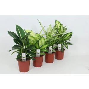 Диффенбахия Люкс микс ø17 h60 см - комнатное растение для озеленения интерьера 89400442