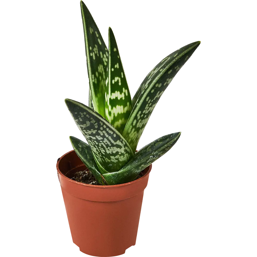 Santreyd Алоэ Варьегата — целебный суккулент для дома 89356068 STLM-1397578