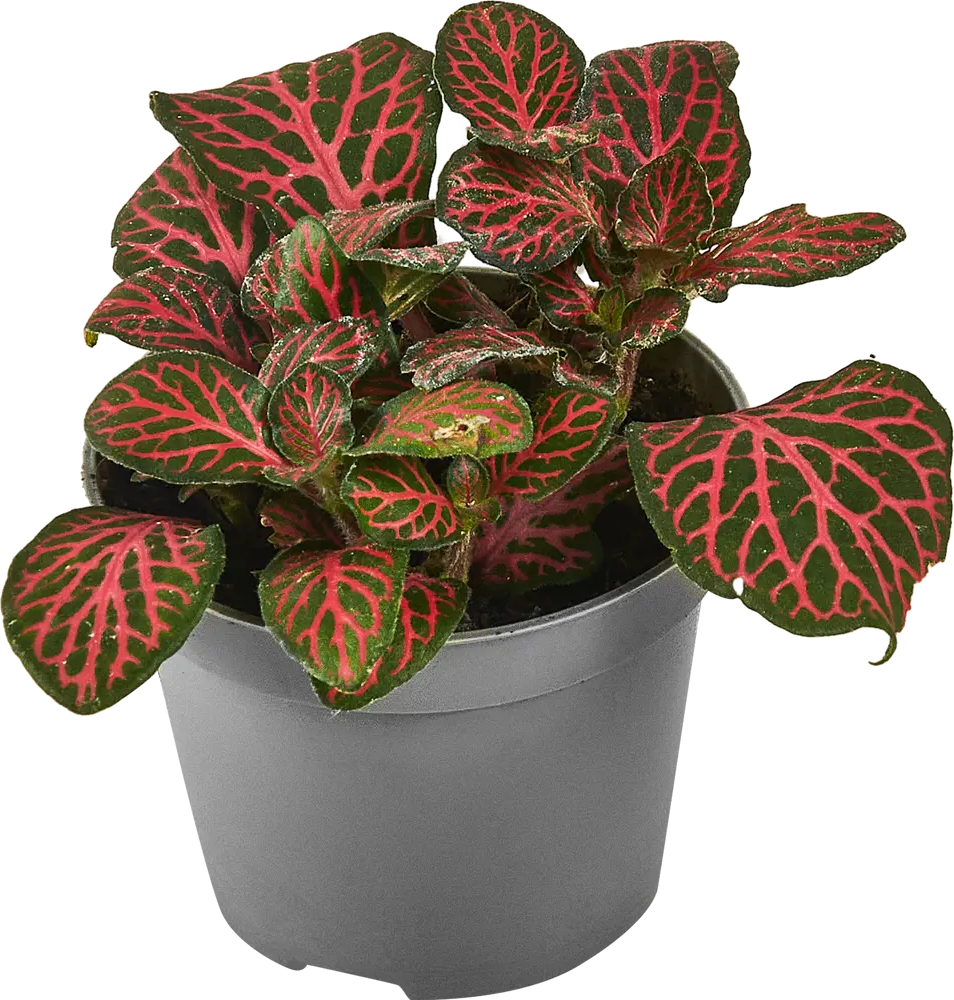 Santreyd Фиттония микс — декоративное растение с серебристыми узорами 87819630