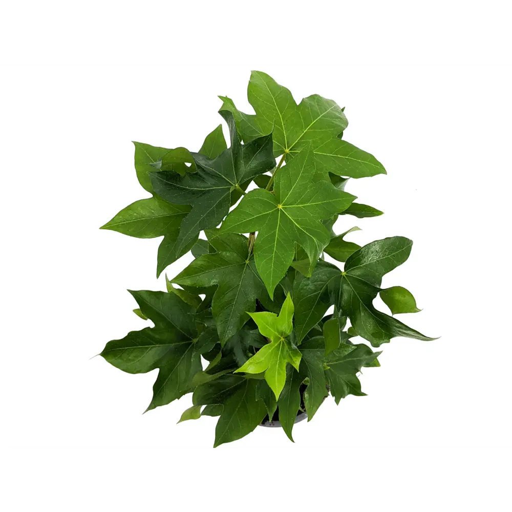 Фатсхедера микс ø12 h40-45 см 83673294 STLM-2176363 Santreyd  - Вид №1