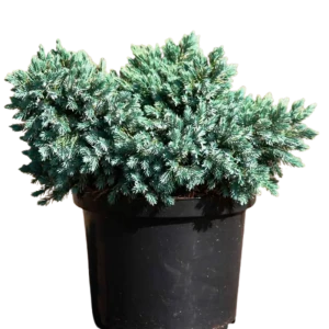 Santreyd Можжевельник Блю Стар - серебристо-голубой хвойный акцент для сада 84173559