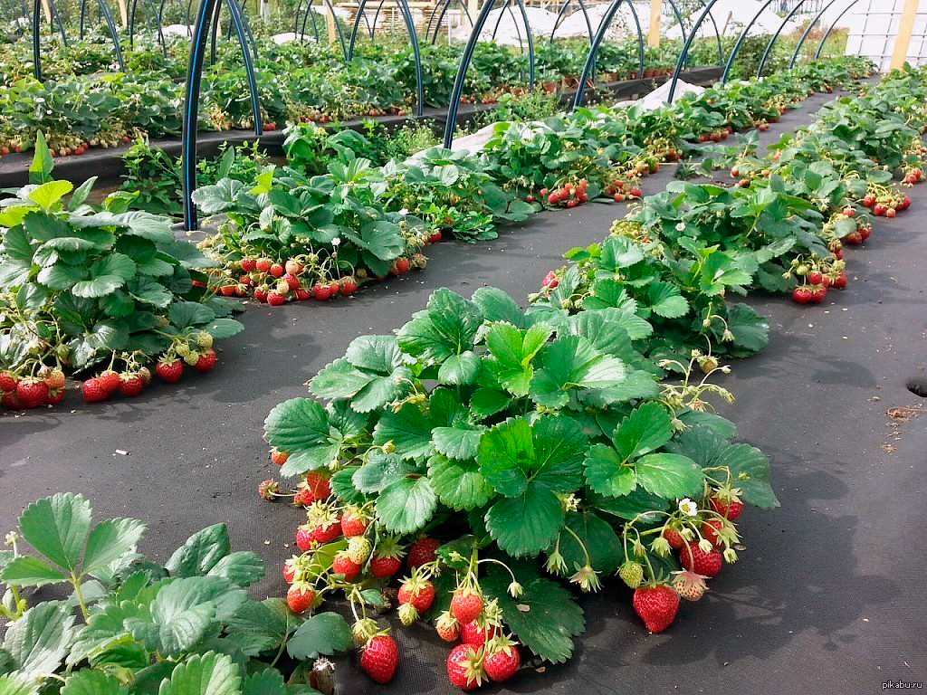 Геотекстиль 100 Строительный и садовый 1,6м ГеоПластБорд GPBST-106 - Вид №4