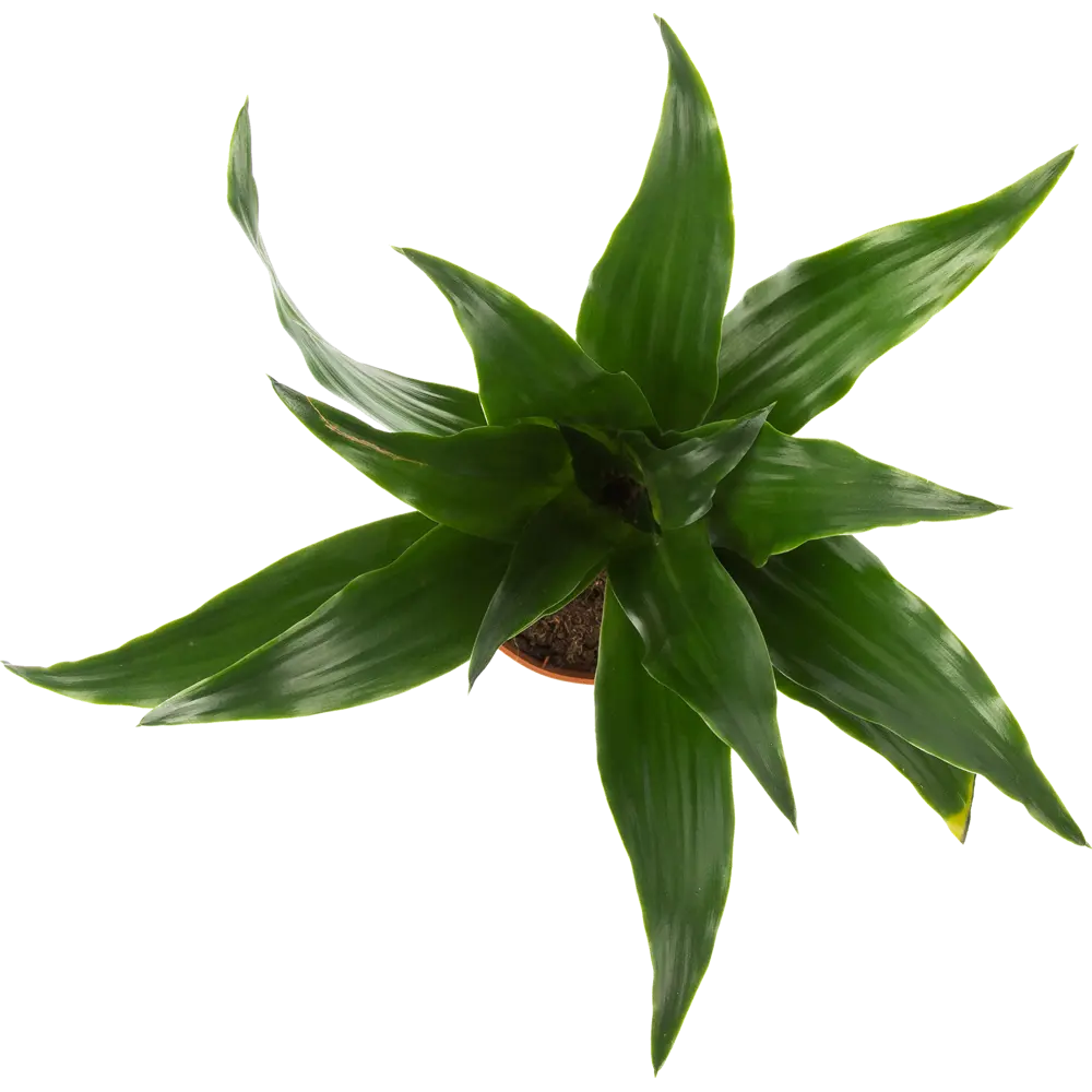 Santreyd Драцена Сюрпрайз — миниатюрное вечнозеленое дерево 82578926 STLM-0030483 - Вид №1