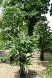 5694 883 a3 Бамбук искусственный, в горшке, 210 см, зеленый H-andreas