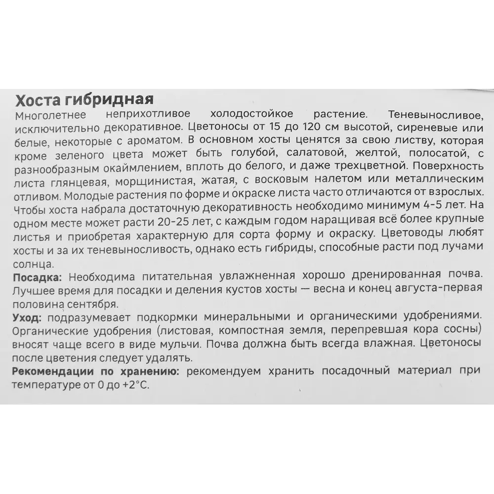 Хоста гибридная Бич Бой 86408582 STLM-2180998 Santreyd  - Вид №3