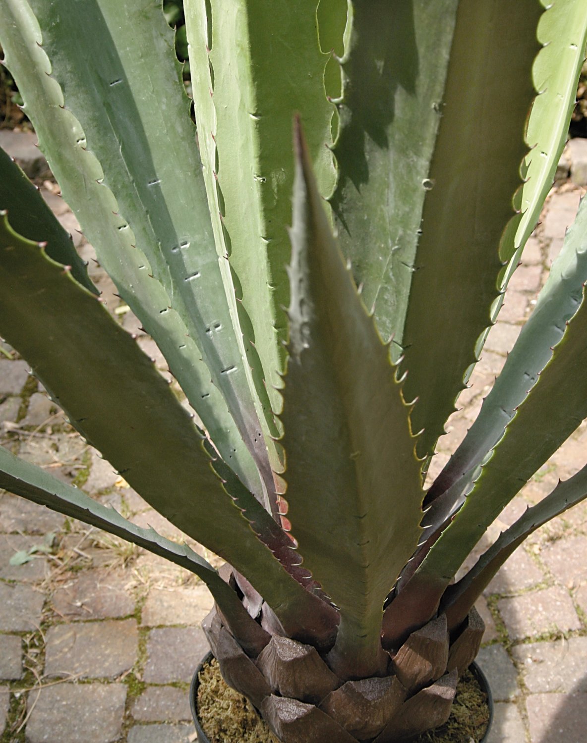 5716 809 a3 Шелковая агава, горшечная, 21 лист, 120 см, зелено-серая H-andreas  - Вид №2