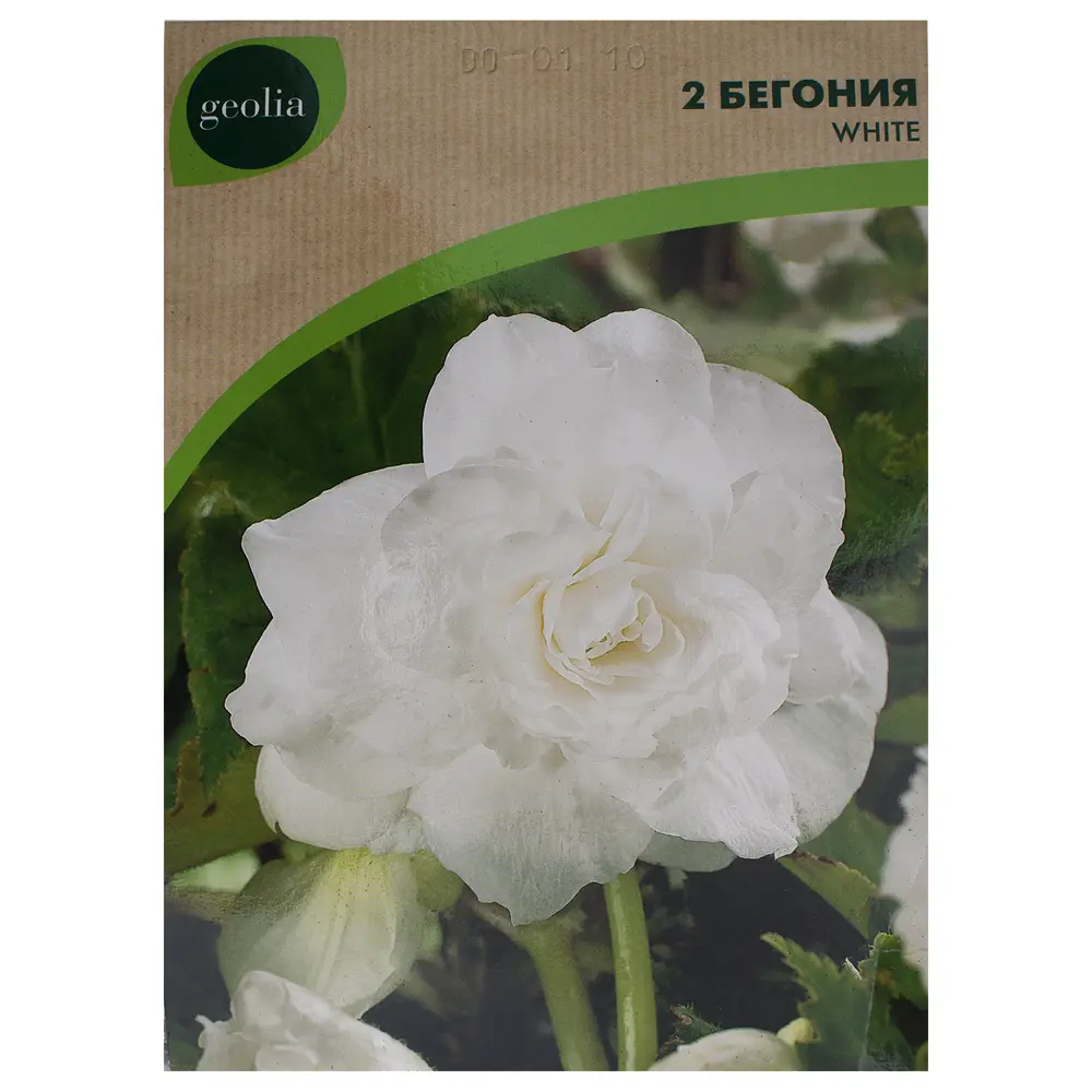 Бегония Geolia «double White», 4х5 см 15548888 STLM-2137339 