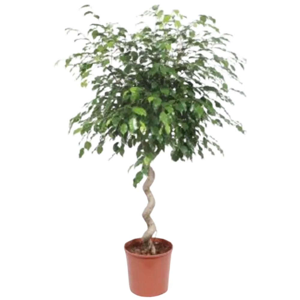 Фикус Бенджамина Экзотика скрученный 40x180 см 13501955 STLM-2202838 Santreyd 