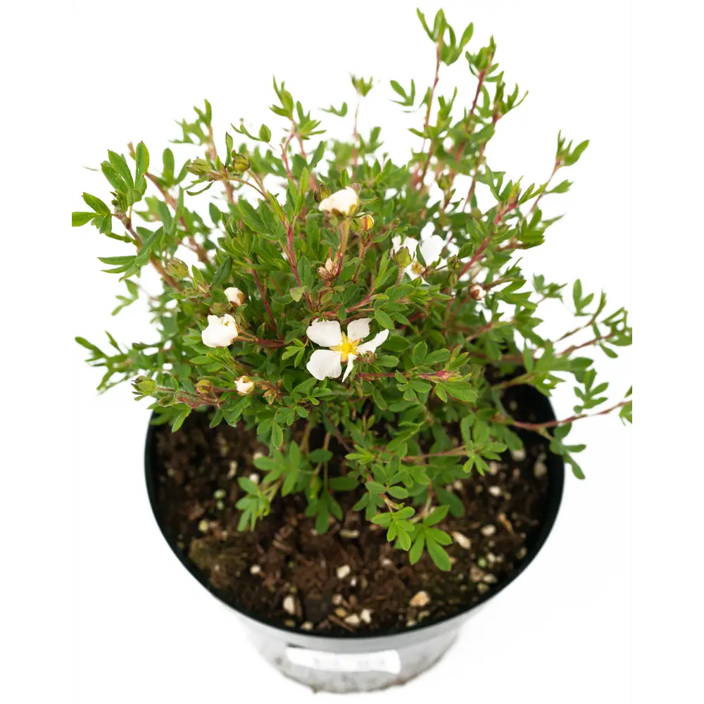 Лапчатка Abbotswood от Santreyd - белоснежный кустарник для живых изгородей 84841623 STLM-0055909 - Вид №3