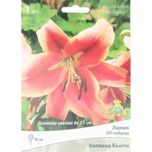 Лилия от-гибрид Холланд Бьюти 85205719 STLM-2022761