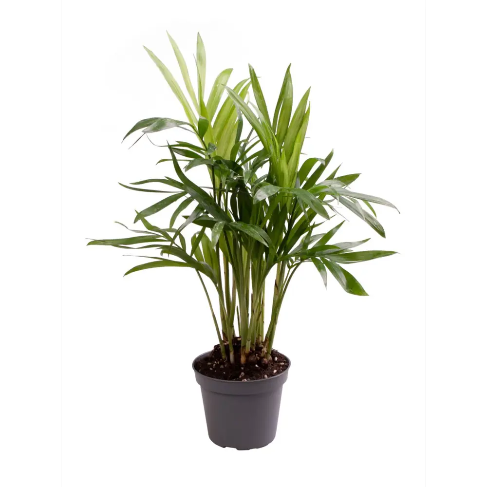 Хамедорея Элеганс от Santreyd — изящная комнатная пальма 89375034 STLM-0954003