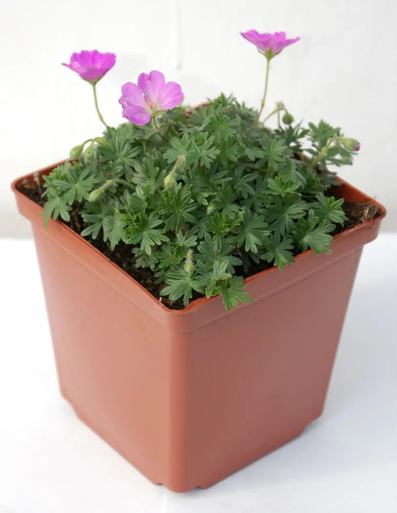 Герань кроваво-красная Santreyd - цветущий многолетник 25 см 84845138