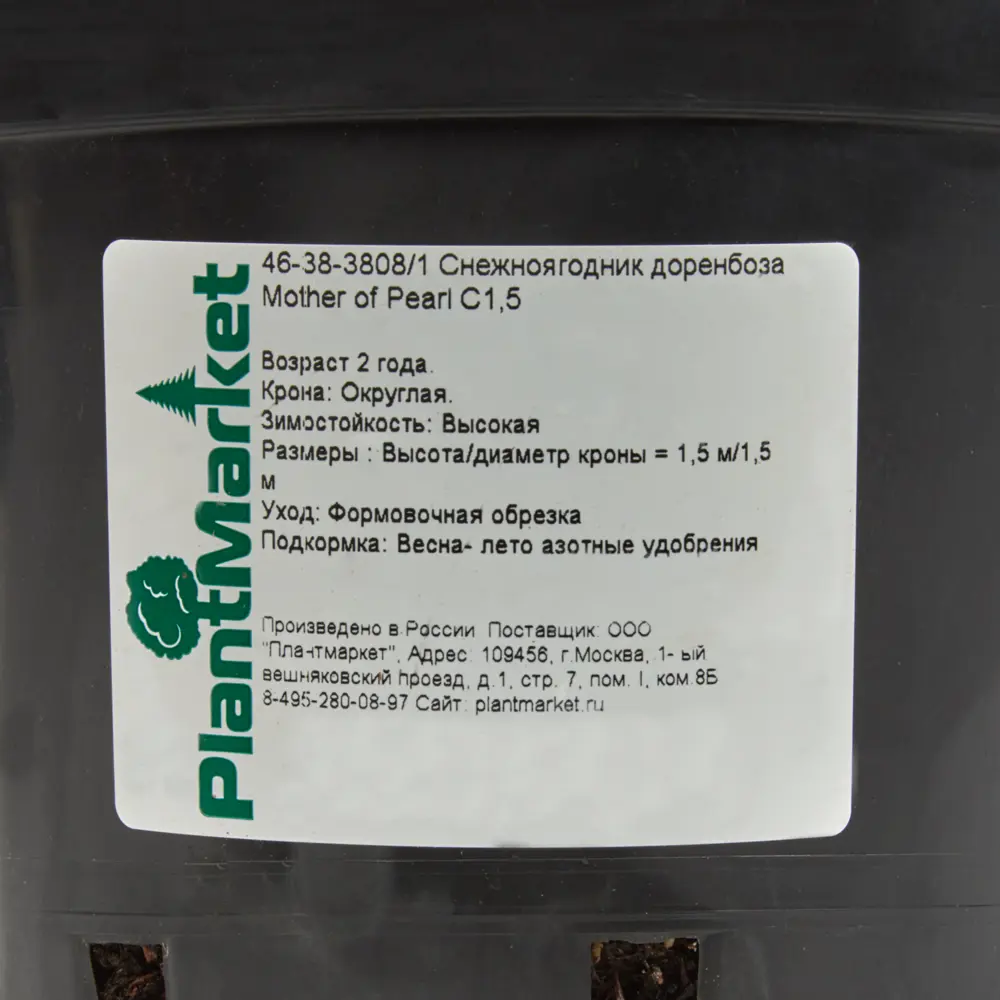 Снежноягодник доренбоза «Мазер оф» C1.5 82174053 STLM-2037277 PLANTMARKET  - Вид №1