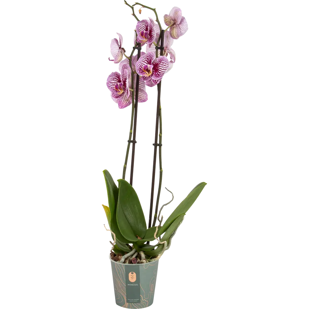 Орхидея Фаленопсис Блэк страйпс ø12 h65 см Santreyd STLM-2058143
