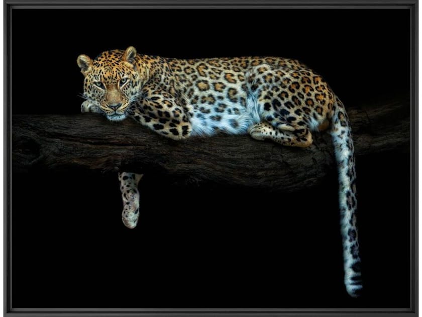 Печать фотографий на бумаге YellowKorner животное ARCH-00119375