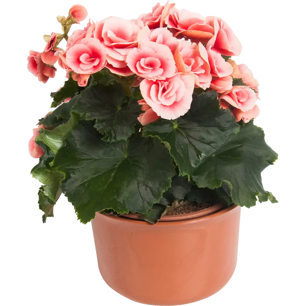 Бегония Премиум Santreyd с крупными розовыми цветами в декоративном горшке 18438861 STLM-1352331