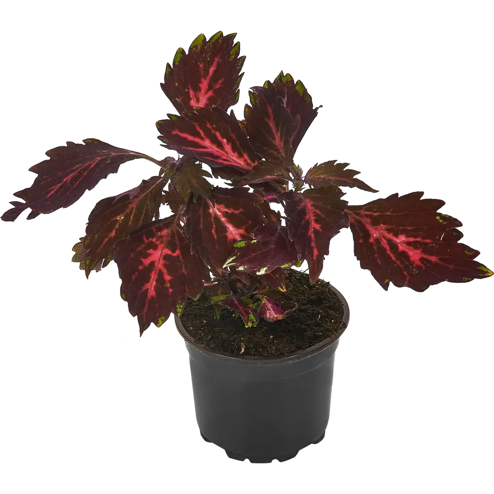 Santreyd Колеус с декоративными листьями для сада и интерьера 83248443 STLM-1326070