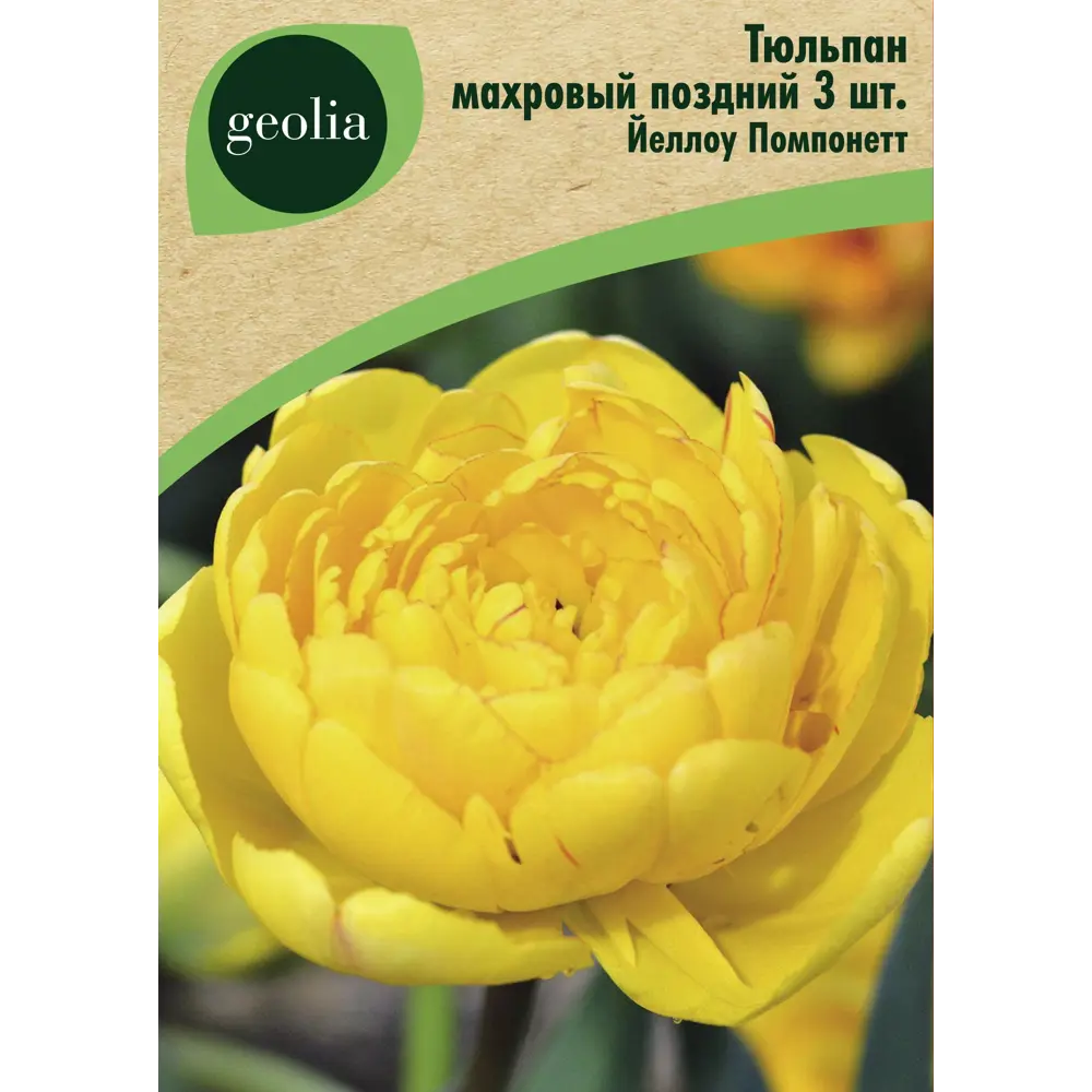 Тюльпан махровый Йеллоу Помпонетт 3 шт GEOLIA STLM-2121350