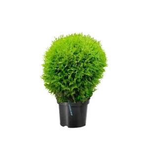 Туя западная Вудварди ø44 h153 см