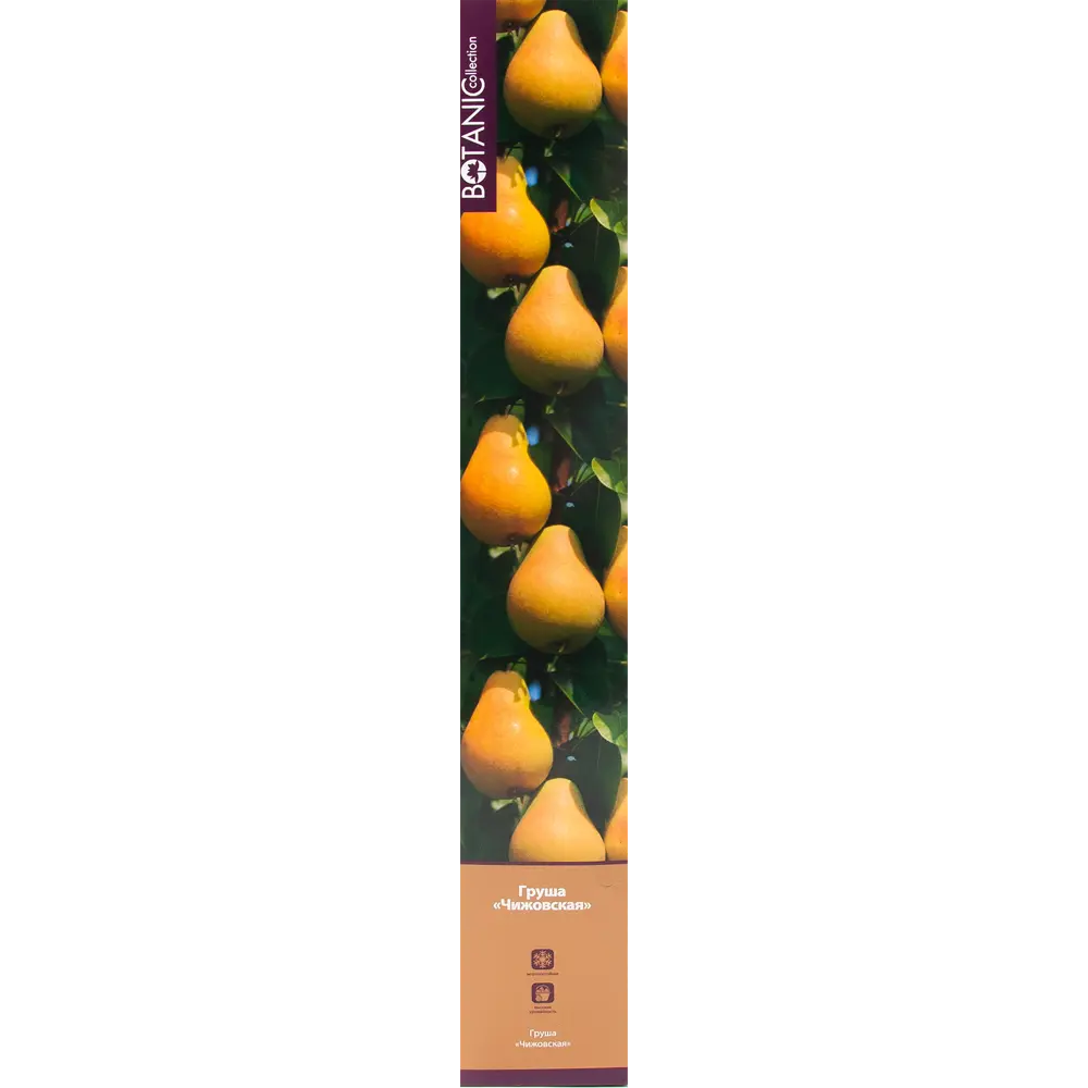 Груша Чижовская в тубе 82539561 STLM-2091607 BOTANIC COLLECTION 