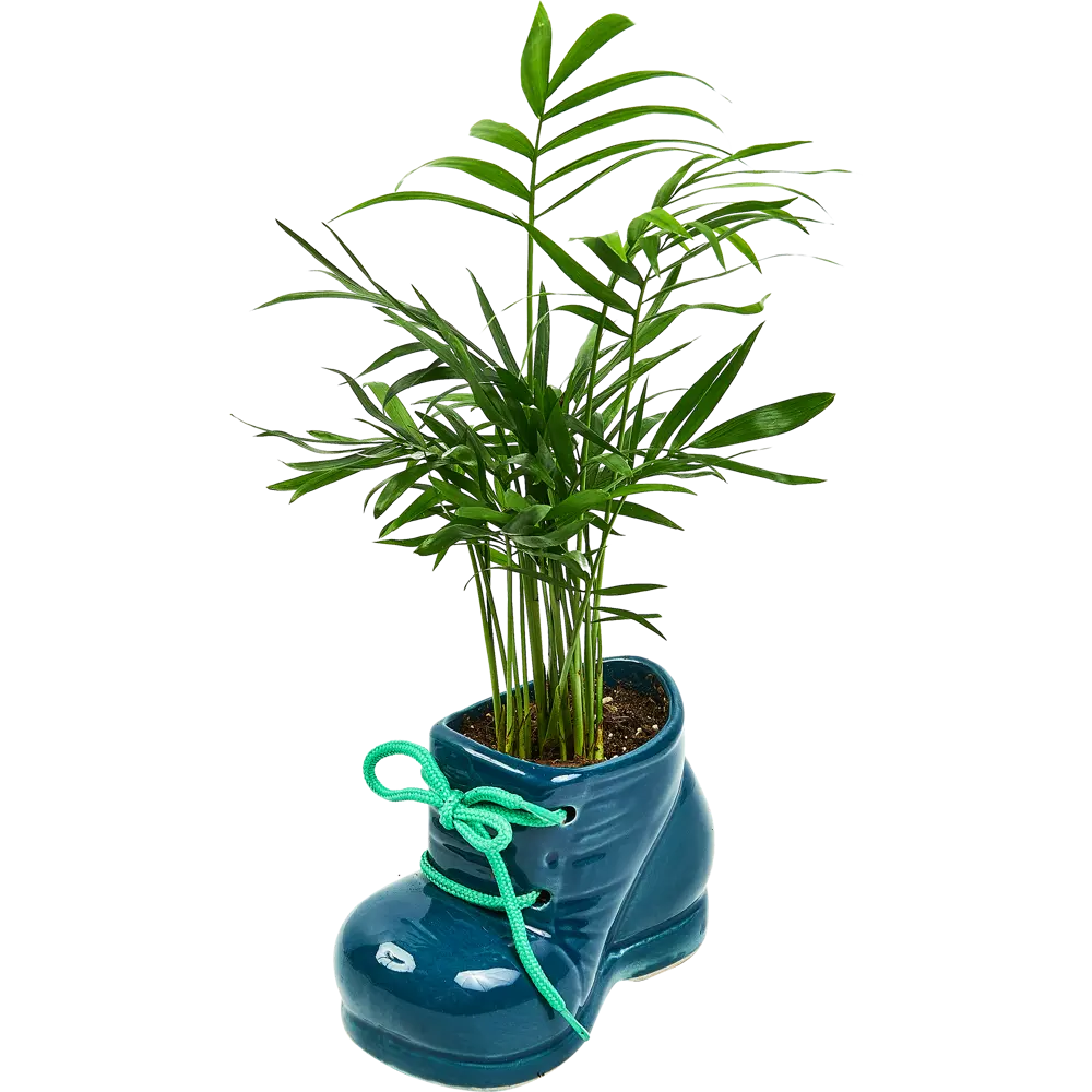 Хамедорея Santreyd - элегантная комнатная пальма с бамбуковыми стеблями 89359681 STLM-1394457 - Вид №1