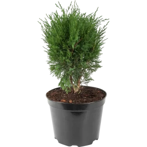 Можжевельник казацкий «Мас» 22x30 см