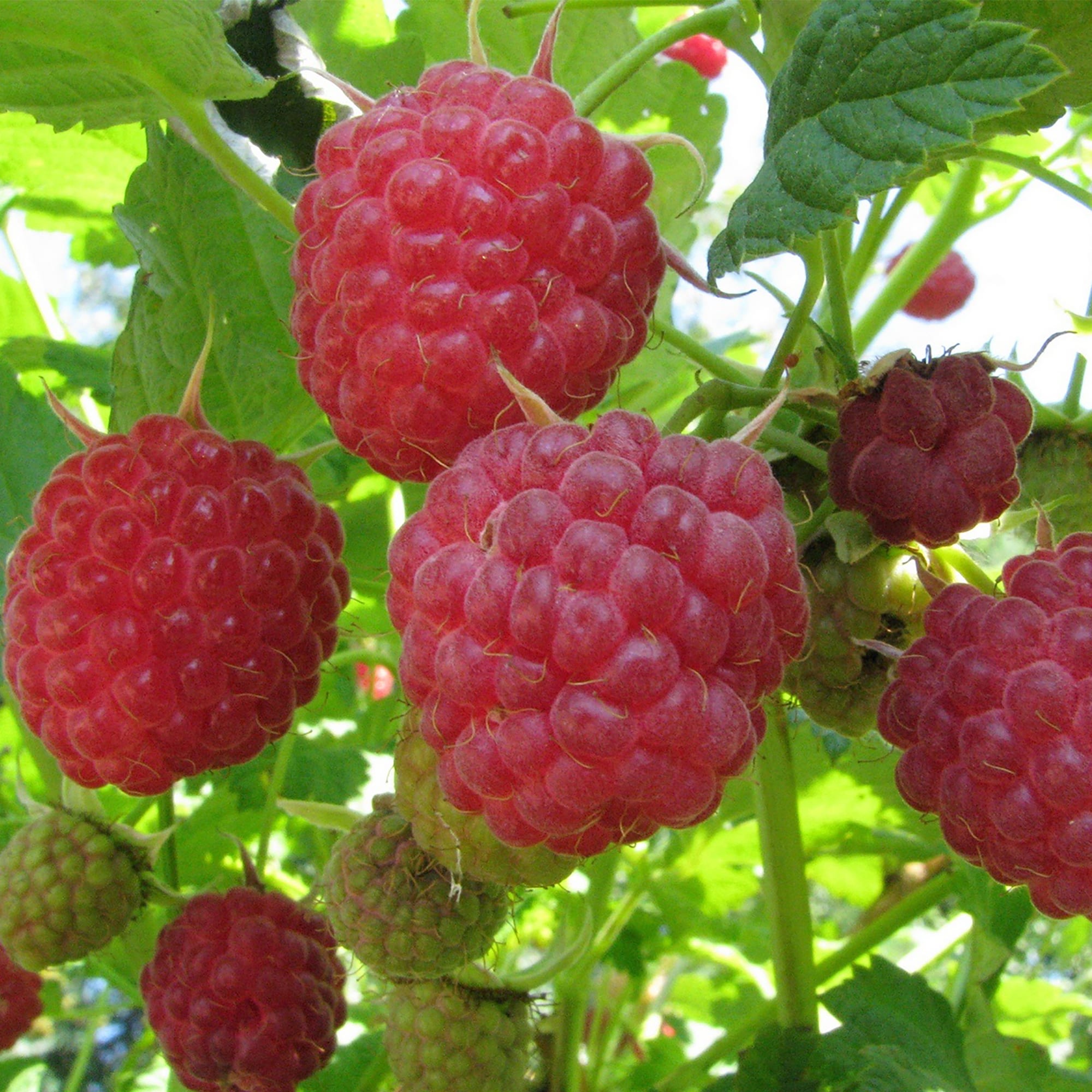 18313566 Малина, в ассортименте, горшок С2, цвет красный Santreyd  - Вид №3