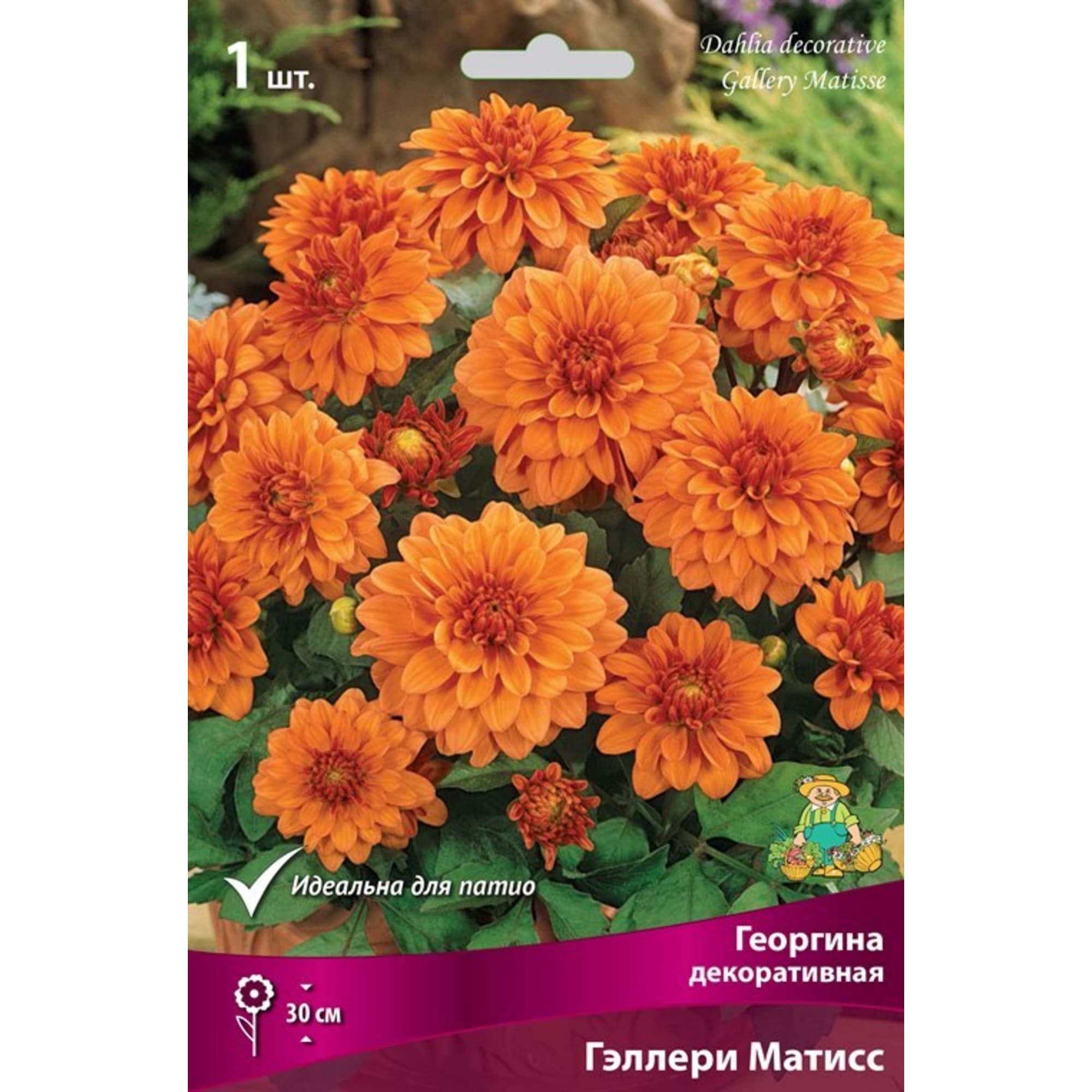 83593770 Георгина декоративная Гэллери Матисс луковица I Santreyd 