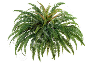 20.1317N Папоротник лесной Цветочная коллекция