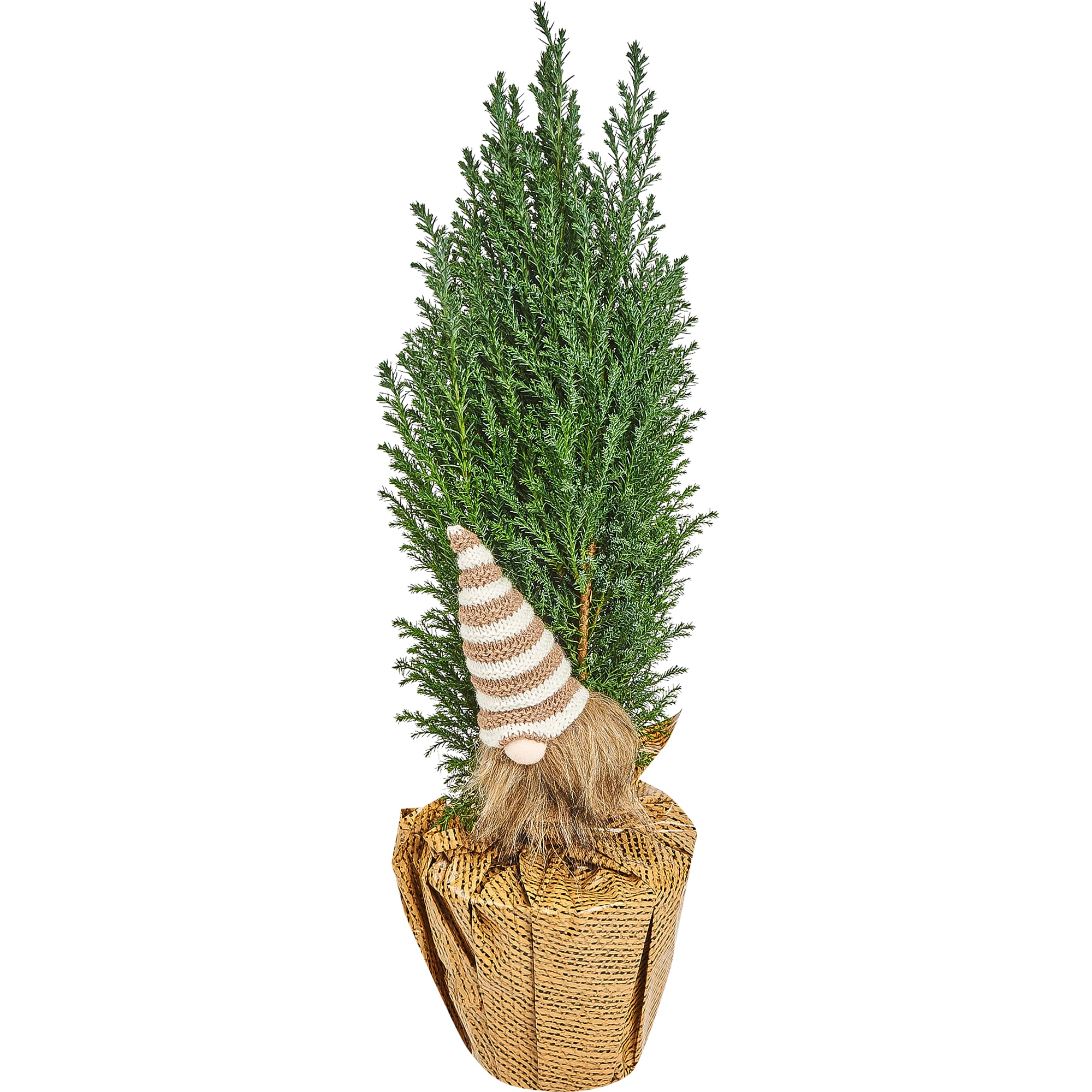 82769609 Кипарисовик в джуте с игрушкой 13x50-55 см 3 цвета Santreyd 