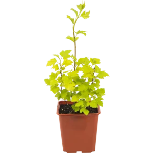 Santreyd Пузыреплодник калинолистный - декоративный кустарник для живой изгороди 82560421