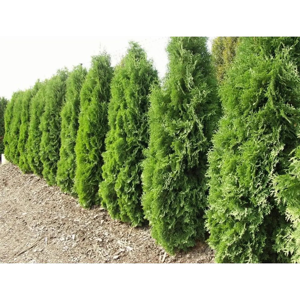 Туя Западная Малониана ø15 h35 см Кутепово 84519072 STLM-2126437 Santreyd 