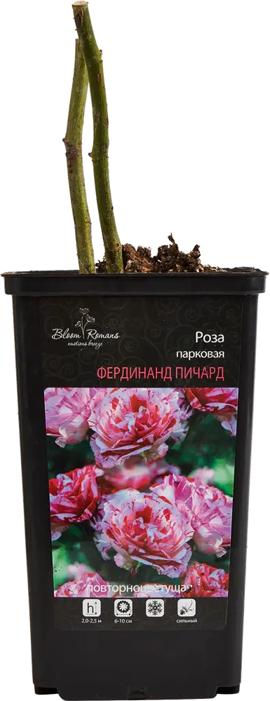 Santreyd Парковая роза микс - изысканное украшение сада 84721377