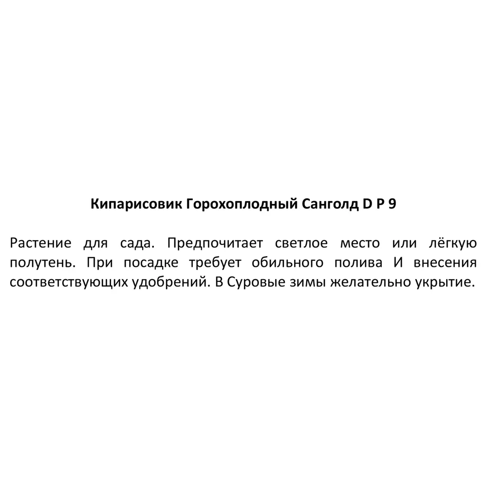 Кипарисовик горохоплодный Санголд ø9 h15 см 87718614 STLM-2182057 Santreyd  - Вид №2