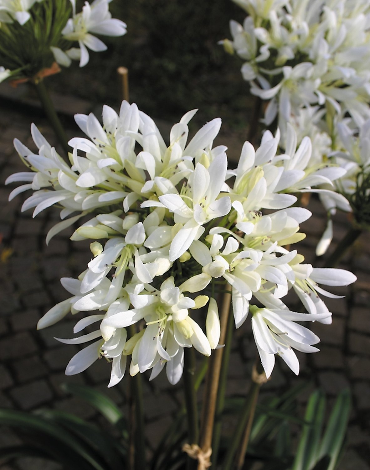 2935 778 a3 Искусственный агапантус, 110см, в горшке, кремово-белый H-andreas  - Вид №1