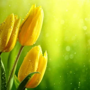 WP00683 Фотообои Verol Фотообои decoline 1х1 м