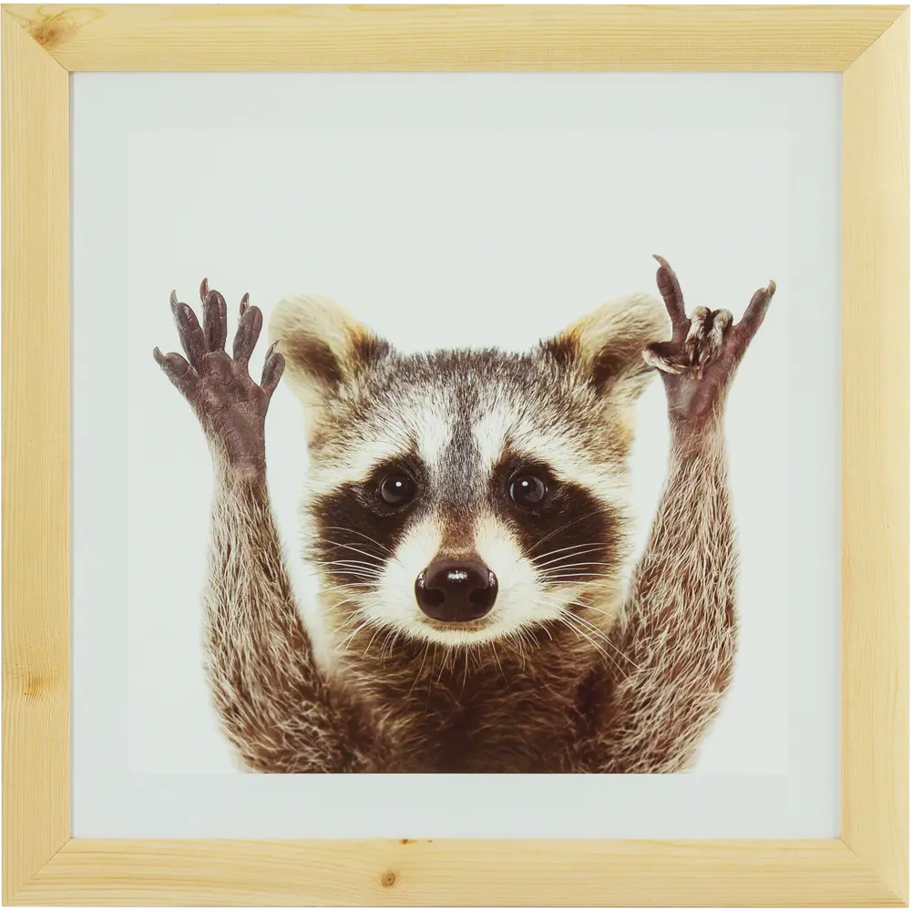 Постер в раме 40x40 см Енот 82206347 STLM-2185958 Santreyd 