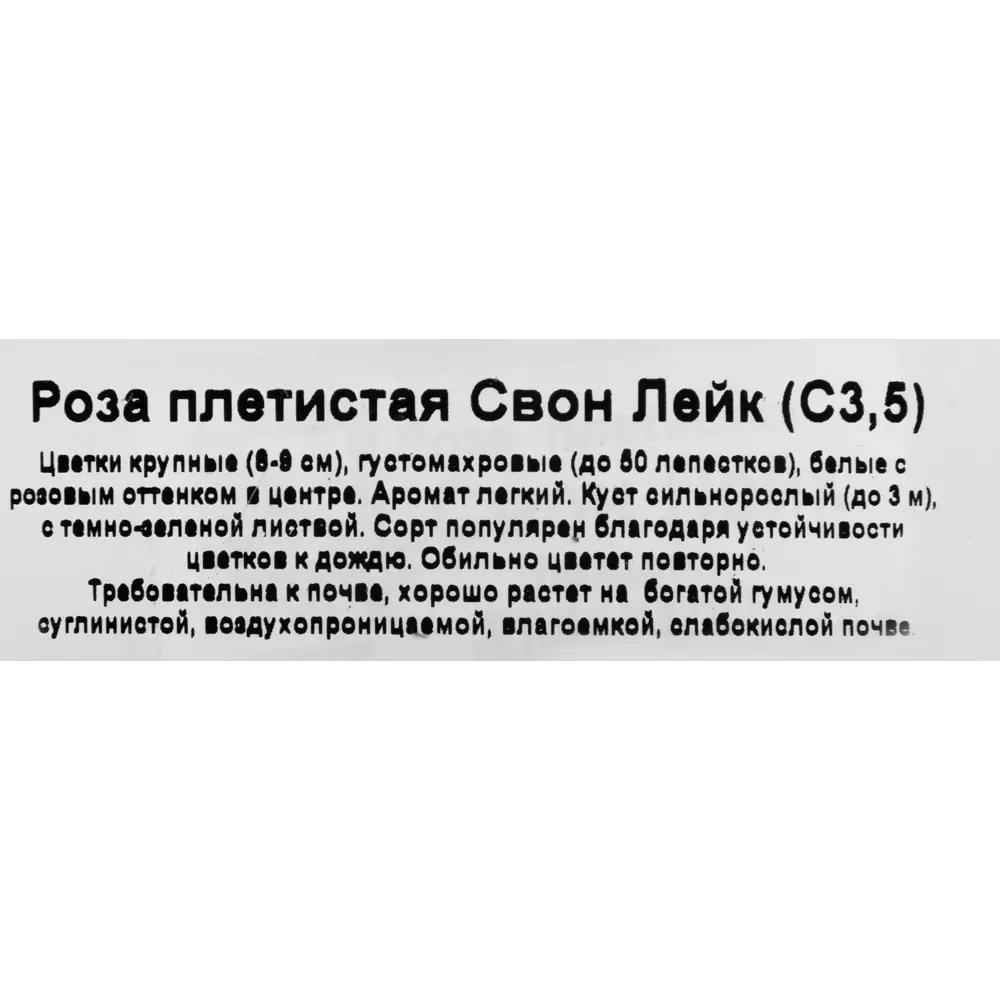 Santreyd Роза сорта с вишнёво-розовыми цветами и фруктовым ароматом 16572572 STLM-0006939 - Вид №2
