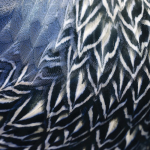 2106/CX38 Картина 2106 Adriani e Rossi