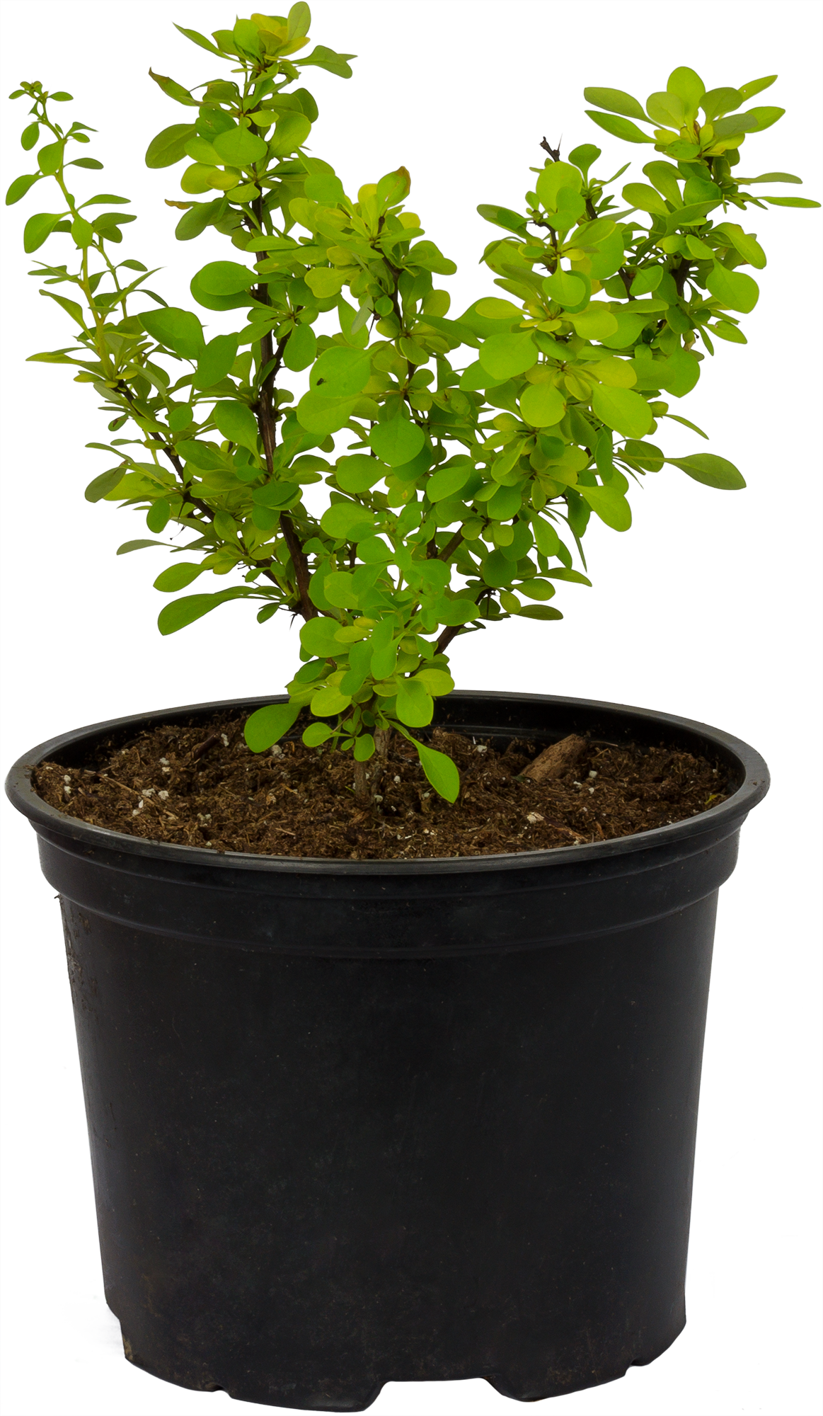 Барбарис Тунберга Ауреа от Santreyd - золотистый кустарник для живых изгородей 81968694 STLM-0016058